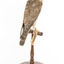 Falco Columbarius / Merlin on wooden stand, facing back/right