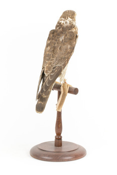 Falco Columbarius / Merlin on wooden stand, facing back/right