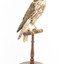 Falco Columbarius / Merlin on wooden stand, facing front right