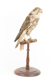 Falco Columbarius / Merlin on wooden stand, facing front right