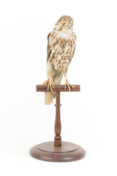 Falco Columbarius / Merlin on wooden stand, facing front
