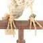 Falco Columbarius / Merlin on wooden stand, facing forward