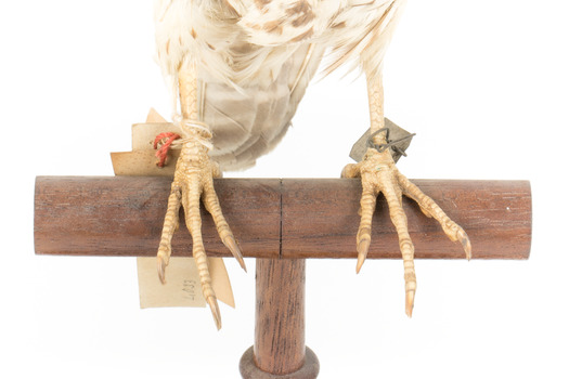 Falco Columbarius / Merlin on wooden stand, facing forward