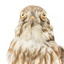 Falco Columbarius / Merlin on wooden stand, facing forward