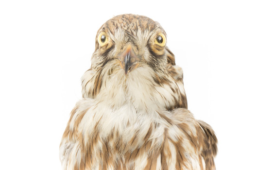 Falco Columbarius / Merlin on wooden stand, facing forward