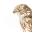 Falco Columbarius / Merlin on wooden stand, facing forward