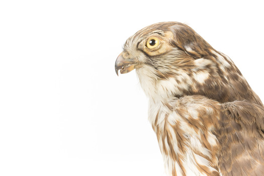 Falco Columbarius / Merlin on wooden stand, facing forward