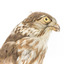 Falco Columbarius / Merlin on wooden stand, facing forward