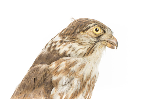 Falco Columbarius / Merlin on wooden stand, facing forward