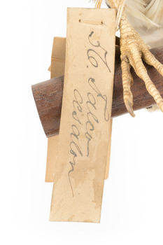 Falco Columbarius / Merlin on wooden stand, facing forward