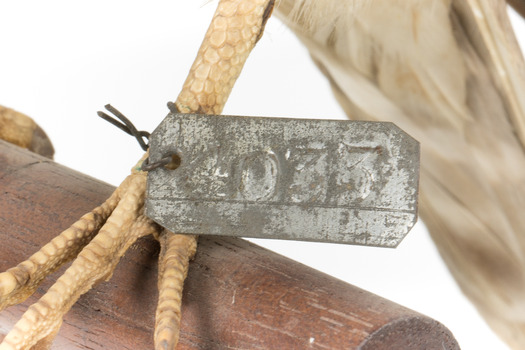 Falco Columbarius / Merlin on wooden stand, facing forward
