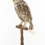 Little Owl / Athene Noctua standing on a wooden mount, front facing