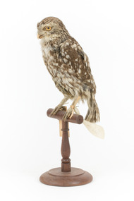 Little Owl / Athene Noctua standing on a wooden mount, front facing