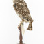 Little Owl / Athene Noctua standing on a wooden mount, front facing