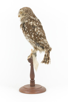 Little Owl / Athene Noctua standing on a wooden mount, front facing