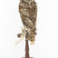 Little Owl / Athene Noctua standing on a wooden mount, front facing