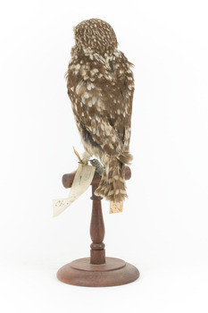 Little Owl / Athene Noctua standing on a wooden mount, front facing