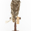 Little Owl / Athene Noctua standing on a wooden mount, front facing