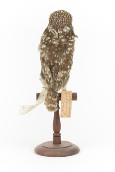 Little Owl / Athene Noctua standing on a wooden mount, front facing