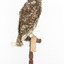 Little Owl / Athene Noctua standing on a wooden mount, front facing