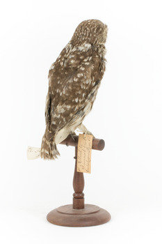 Little Owl / Athene Noctua standing on a wooden mount, front facing