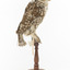 Little Owl / Athene Noctua standing on a wooden mount, front facing