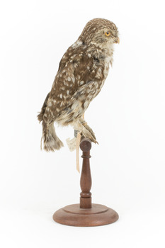 Little Owl / Athene Noctua standing on a wooden mount, front facing