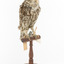 Little Owl / Athene Noctua standing on a wooden mount, front facing