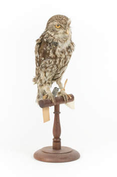 Little Owl / Athene Noctua standing on a wooden mount, front facing