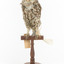 Little Owl / Athene Noctua standing on a wooden mount, front facing