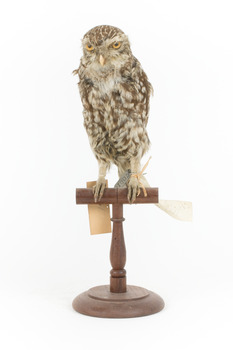 Little Owl / Athene Noctua standing on a wooden mount, front facing