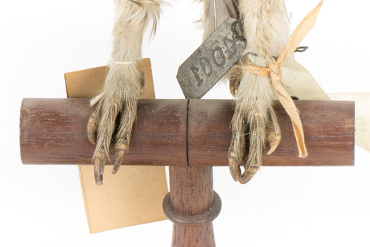 Little Owl / Athene Noctua standing on a wooden mount, front facing