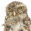 Little Owl / Athene Noctua standing on a wooden mount, front facing