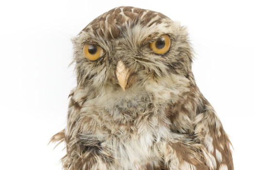 Little Owl / Athene Noctua standing on a wooden mount, front facing