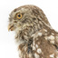 Little Owl / Athene Noctua standing on a wooden mount, front facing