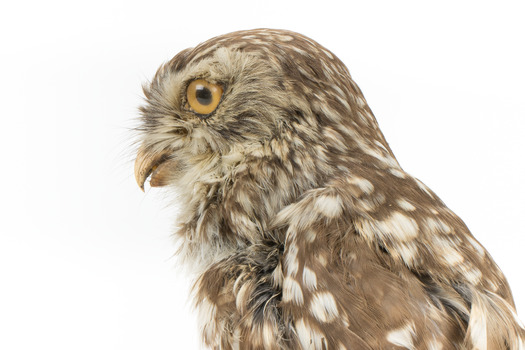 Little Owl / Athene Noctua standing on a wooden mount, front facing