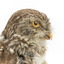 Little Owl / Athene Noctua standing on a wooden mount, front facing