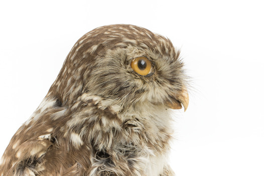 Little Owl / Athene Noctua standing on a wooden mount, front facing