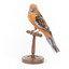 Platycercus Elegans / Crimson Rosella mounted on a wooden stand, front facing
