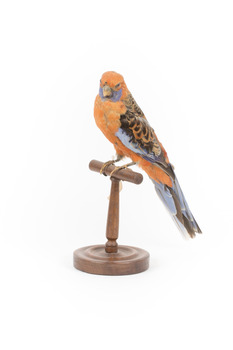 Platycercus Elegans / Crimson Rosella mounted on a wooden stand, front facing