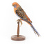Platycercus Elegans / Crimson Rosella mounted on a wooden stand, front facing