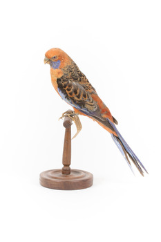 Platycercus Elegans / Crimson Rosella mounted on a wooden stand, front facing