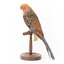 Platycercus Elegans / Crimson Rosella mounted on a wooden stand, front facing