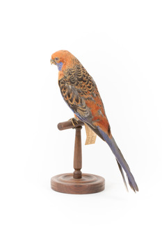 Platycercus Elegans / Crimson Rosella mounted on a wooden stand, front facing