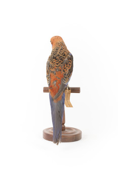 Platycercus Elegans / Crimson Rosella mounted on a wooden stand, front facing