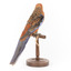 Platycercus Elegans / Crimson Rosella mounted on a wooden stand, front facing