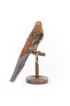 Platycercus Elegans / Crimson Rosella mounted on a wooden stand, front facing