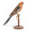 Platycercus Elegans / Crimson Rosella mounted on a wooden stand, front facing