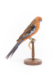 Platycercus Elegans / Crimson Rosella mounted on a wooden stand, front facing