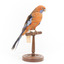 Platycercus Elegans / Crimson Rosella mounted on a wooden stand, front facing